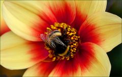 Dahlie mit Hummel Dahlie mit Hummel