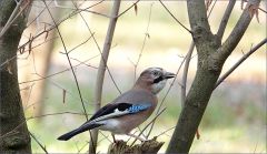 Eichelhäher Eichelhäher