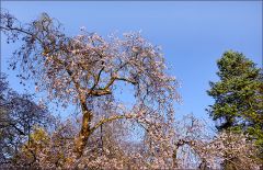 Kirschblüten im November