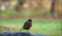 Rotkehlchen Rotkehlchen