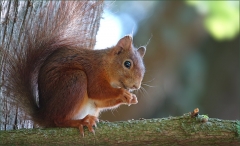 Eichhörnchen