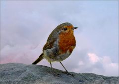 Rotkehlchen Rotkehlchen