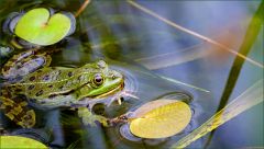 Wasserfrosch Wasserfrosch