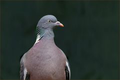 Selbstbewusste Taube Selbstbewusste Taube