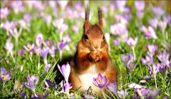 Eichhörnchen Eichhörnchen