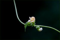 Bohnenblüte