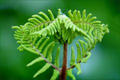 Entfaltung des Königsfarn Entfaltung des Königsfarn