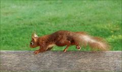 Eichhörnchen Eichhörnchen