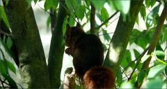 Eichhörnchen Eichhörnchen