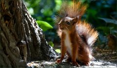 Eichhörnchen