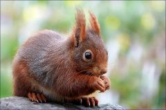 Eichhörnchen Eichhörnchen