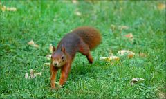 Springendes Eichhörnchen