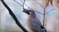 Eichelhäher Eichelhäher