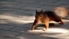 Eichhörnchen