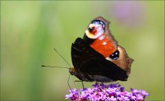 Pfauenauge Pfauenauge