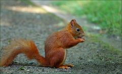 Eichhörnchen Eichhörnchen