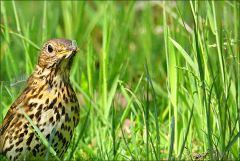 Drossel mit einem Insekt im Schnabel Drossel mit einem Insekt im Schnabel