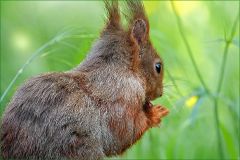 Eichhörnchen Eichhörnchen