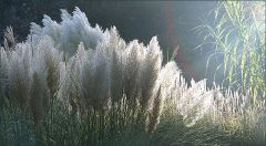 Morgenlicht am Weiher Morgenlicht am Weiher