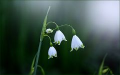 Märzenbecher Märzenbecher