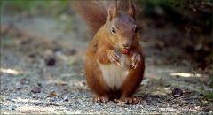 Eichhörnchen Eichhörnchen