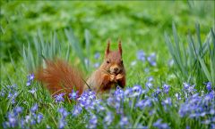 Eichhörnchen Eichhörnchen