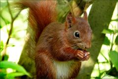 Eichhörnchen Eichhörnchen