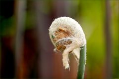 Knospe des Königsfarns Knospe des Königsfarns