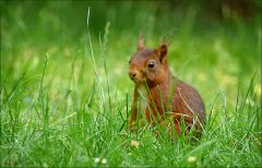 Eichhörnchen Eichhörnchen