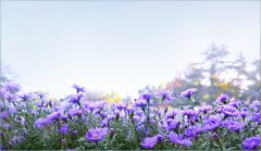 Astern im Morgennebel Astern im Morgennebel