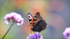 Tagpfauenauge Tagpfauenauge