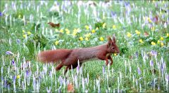 Springendes Eichhörnchen im Februar