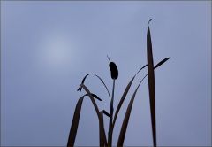 Schilfrohr im Morgennebel