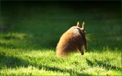 Eichhörnchen Eichhörnchen