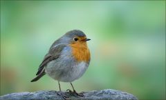 Rotkehlchen Rotkehlchen