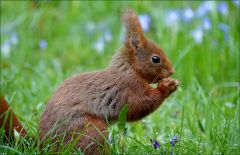 Eichhörnchen Eichhörnchen