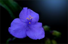 Tradescantia Tradescantia