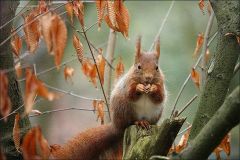 Eichhörnchen Eichhörnchen