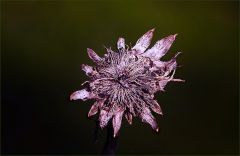 Vertrocknete Artischockenblüte Vertrocknete Artischockenblüte