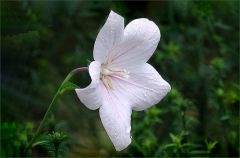 Weisse Blume
