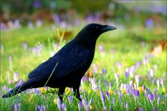 Rabe im März Rabe im März