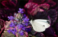 Kohlweissling Kohlweissling