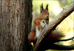 Eichhörnchen Eichhörnchen
