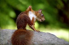 Das Eichhörnchen kratzt sich