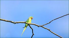 Halsbandsittich Halsbandsittich