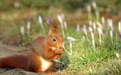 Eichhörnchen Eichhörnchen