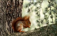 Eichhörnchen Eichhörnchen