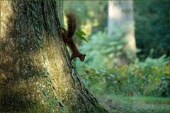 Eichhörnchen im Wald