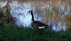 Kanadagans am Waldsee Kanadagans am Waldsee