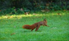Eichhörnchen Eichhörnchen
